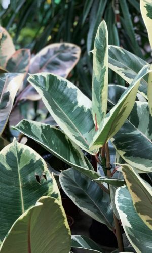 Botanik_Promo-Plants_01 Botanik_Promo-Plants_01