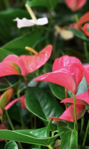 Botanik_Promo-Plants_02 Botanik_Promo-Plants_02