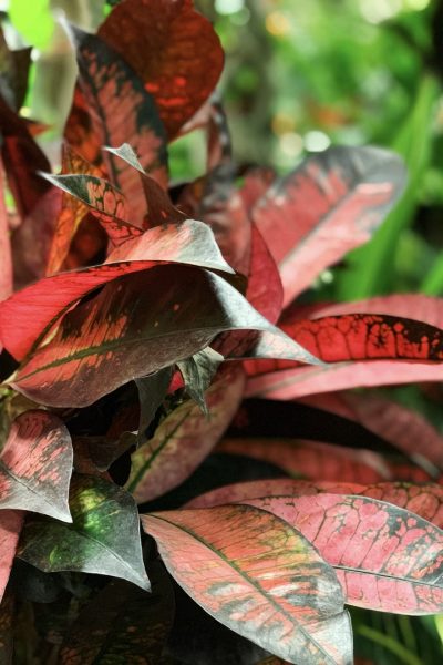 Botanik_Promo-Plants_06 Botanik_Promo-Plants_06